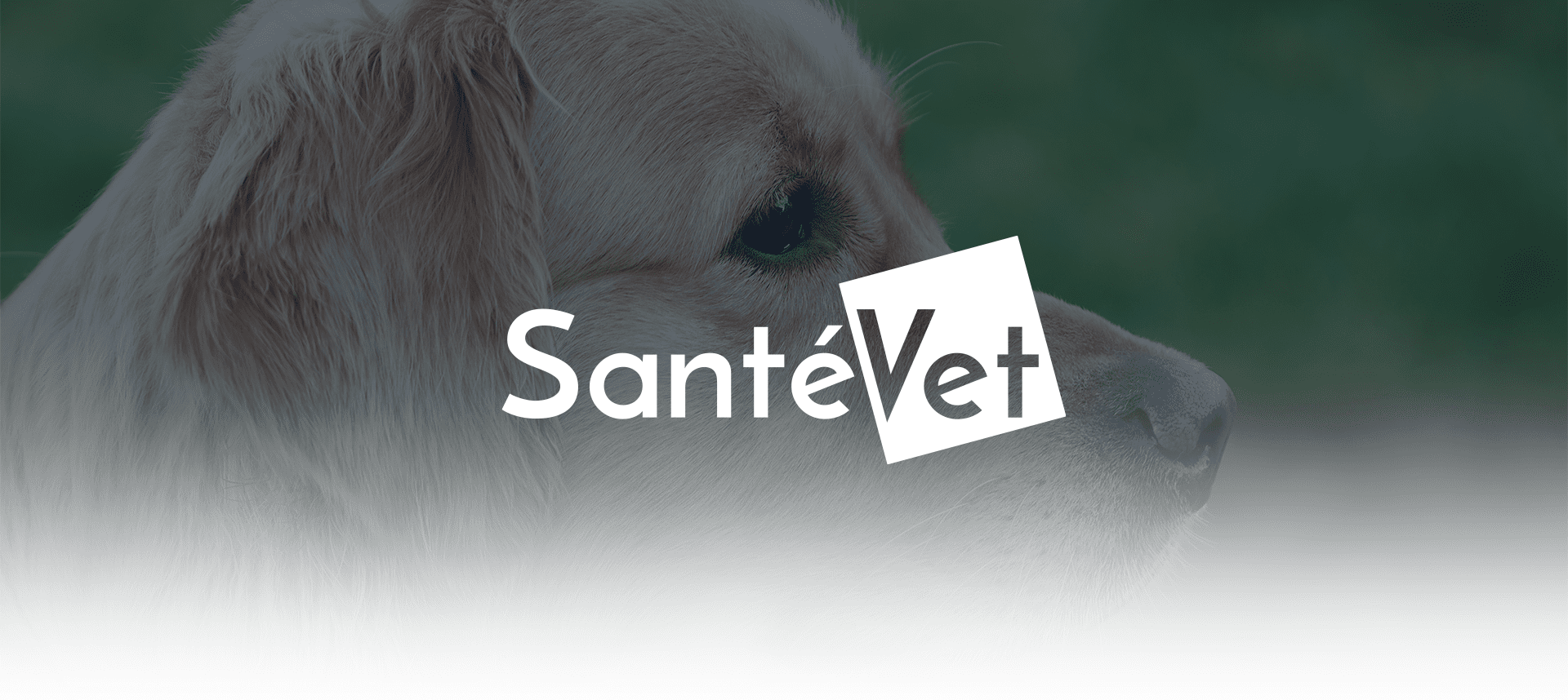 Santevet Cat - IMAGINA Agencia de Marketing Digital en Barcelona y Madrid